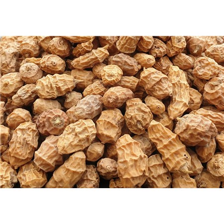 GRAINE POSEIDON PARTICLES TIGERNUTS XXL