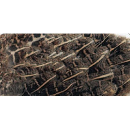 Grijze Patrijsvleugel Jmc