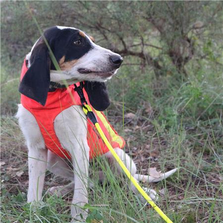 GUINZAGLIO CANE CANIHUNT APPROCIO ROTONDA