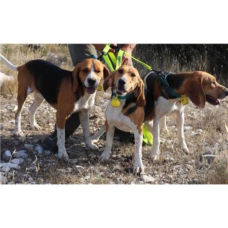 GUINZAGLIO PER CANE CANIHUNT TRIPLEUR