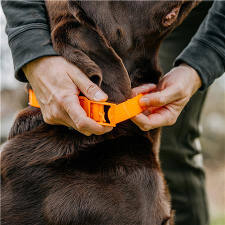 HALSBAND HOND EUROHUNT HP&G