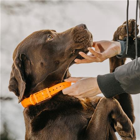 HALSBAND HOND EUROHUNT HP&G