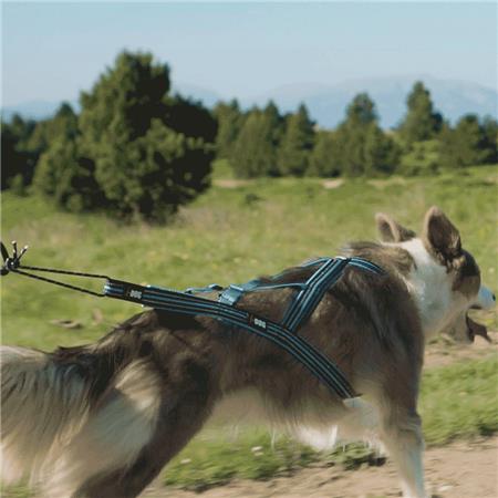 HARNESS I-DOG CANICROSS X-BACK GAMME ONE - BLEU