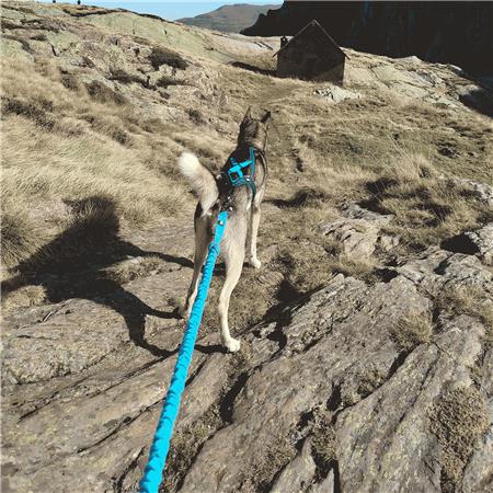 HARNESS I-DOG CANICROSS X-BACK GAMME ONE - BLEU