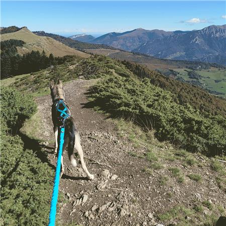 HARNESS I-DOG CANICROSS X-BACK GAMME ONE - BLEU
