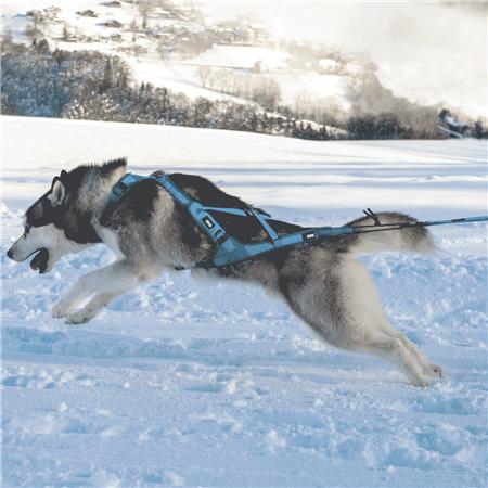 HARNESS I-DOG CANICROSS X-BACK PHOENIX RÉGLABLE - BLEU