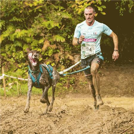 HARNESS I-DOG CANICROSS X-BACK PHOENIX RÉGLABLE - BLEU