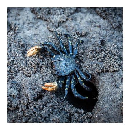 ISCA DE VINIL - 5CM CHASEBAITS CRUSTY CRAB 50 - 5CM - PACK DE 2