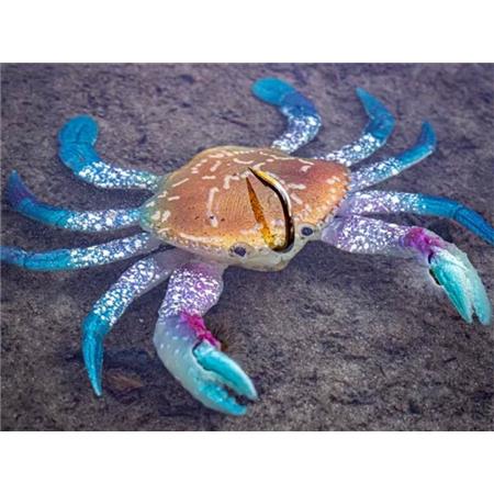 ISCA MACIA CHASEBAITS SMASH CRAB - 10CM