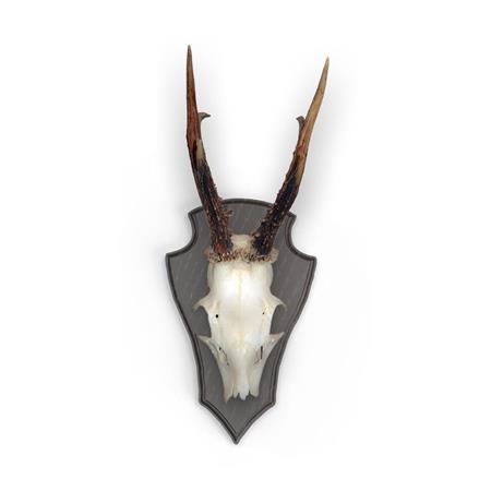 KIT ESCUDOS EUROHUNT CHÊNE 1 AVEC CLIPS EN MÉTAL - PACK DE 10