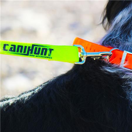LAISSE CHIEN CANIHUNT APPROCHE PLATE