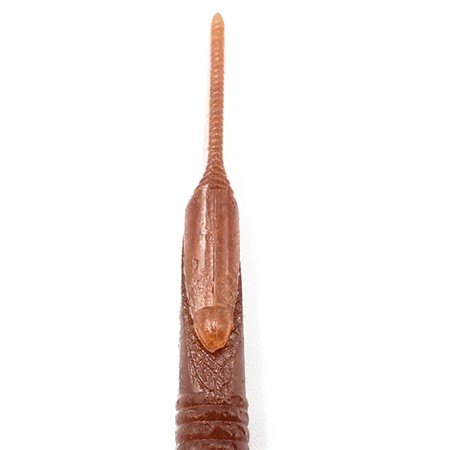 LEURRE SOUPLE KAESU KIRIKAKE -11.9 CM