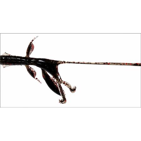 LEURRE SOUPLE N.S BLACK HOLE AVENGER N-CRAW 3