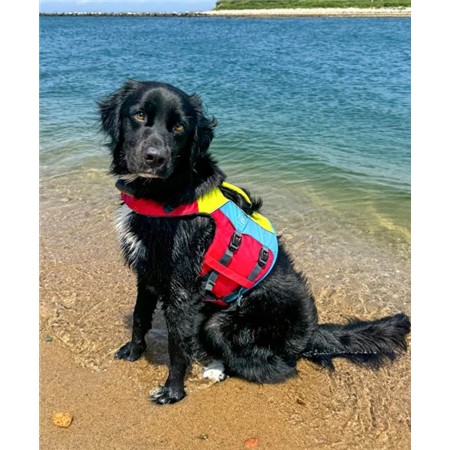 LIFE JACKET SPINLOCK POUR CHIEN FIDO