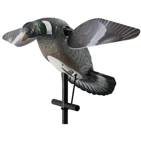 Lokvogel Pigeon Europ Arm