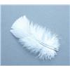 Plume De Dinde Tof - 1015812