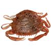 Esca Artificiale Morbida Berkley Gulp! Saltwater Peeler Crab - 5Cm - Pacchetto Di 5 - 1109391