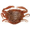 Weichköder Berkley Gulp! Salwater Peeler Crab - 2,5Cm - 8Er Pack - 1655565