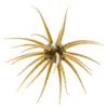 Softbait Hide Up Coike Fullcast - 2.3Cm - 81-0-1009