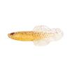 Leurre Souple Chasebaits Flacid Shad - 7Cm - Par 7 - Fsh3-109