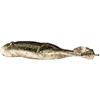 Soft Lure Keitech Noisy Flapper - 9Cm - Pack Of 5 - Kei-Nf3.5-S13