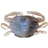 Leurre Souple Berkley Gulp! Salwater Peeler Crab - 2,5Cm - Par 8 - Molting