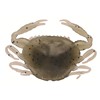 Leurre Souple Berkley Gulp! Salwater Peeler Crab - 2,5Cm - Par 8 - Natural Peeler