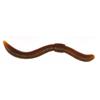 Leurre Souple Trout Master Dendrobaena - 6Cm - Par 15 - Natural