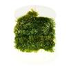 Chenille Fly Scene Super Blob Chenille - Olive