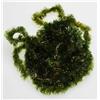 Chenille Fly Scene Ice Clear Chenille - Olive