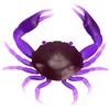 Leurre Souple Ragot Crab S - Purple
