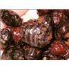 Graine Seche Natural Baits Tigernuts - Tigernuts Black