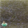 Dubbing Fly Scene Spectra - Uv Olive Foncé