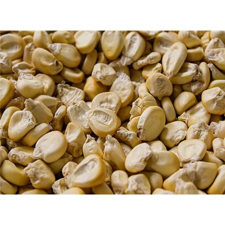 Nasiono Poseidon Particles Maïs Géant