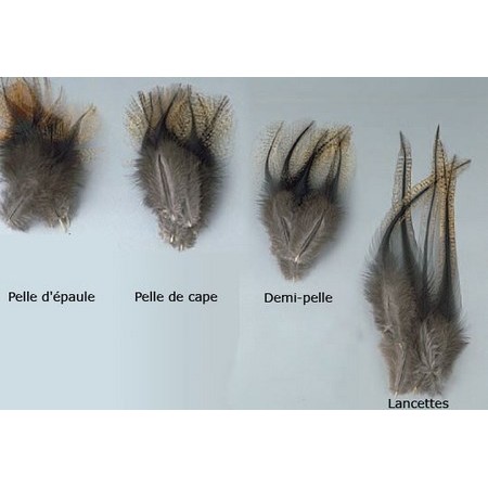 Natural Feather Of Cock Jmc - Pack Of 10