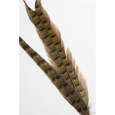 Ogon Bażanta Fly Scene Ringneck Cock Pheasant Center Tail