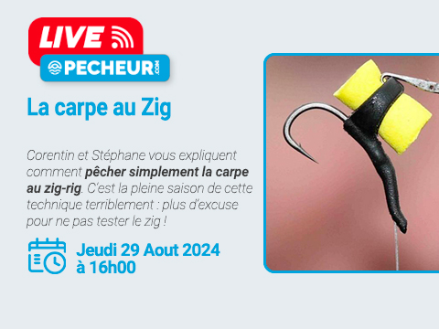 La pêche de la carpe au Zig