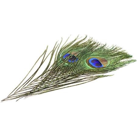 Peacock Eye + Barbs Devaux