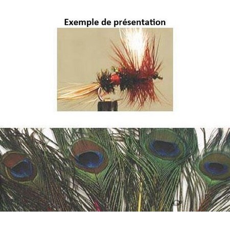 Pluma De Pavo Real Tof