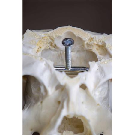 PORTA-TROFÉUS DAIM EUROHUNT