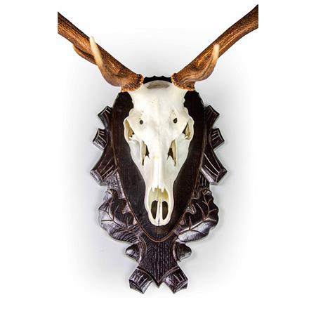 PORTA-TROFÉUS DAIM EUROHUNT