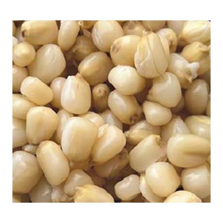 PREPARED SEED PARTICLES FOR FISHING MAÏS BLANC