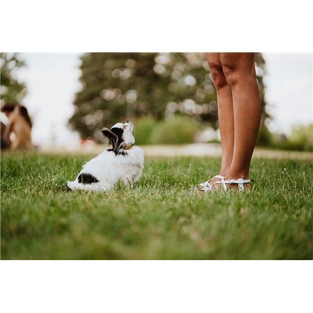 REPELENTE DE PULGAS E CARRAPATOS RECARREGÁVEIS TICKLESS MINI DOG