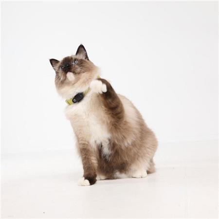 REPELLENT CHIPS AND TICKS WITH RECHARGEABLE ULTRASOUND TICKLESS MINI CAT