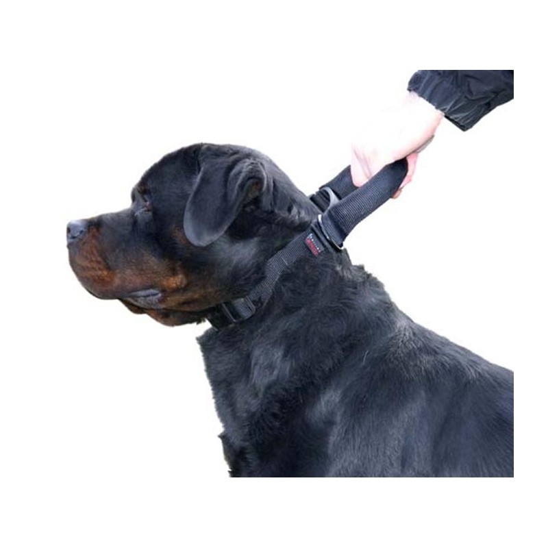 dog security collar
