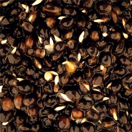 SEMENTES PREPARADA NASHBAIT OILY HEMP