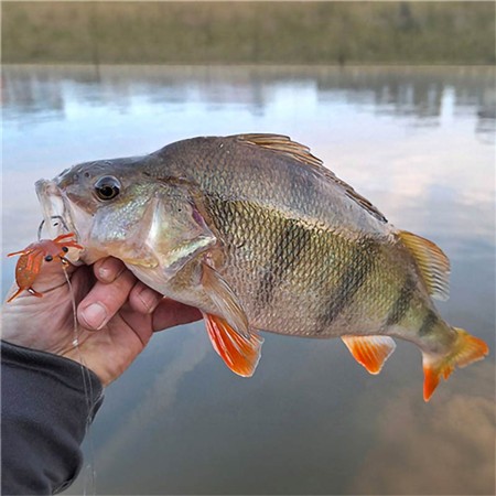 SOFTBAIT DELALANDE MORBAK - 5CM - PAKKE MED 3