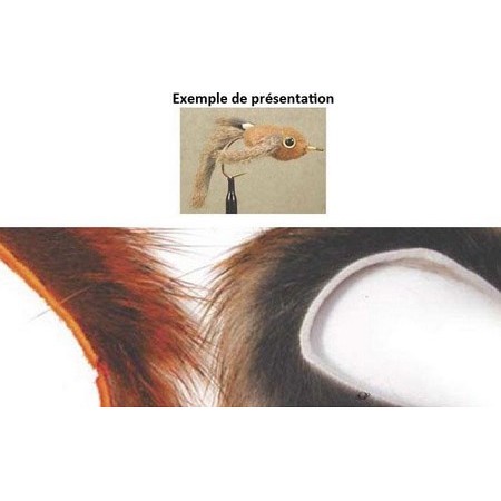 Strisce Di Scoiattolo Tof