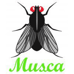 Musca