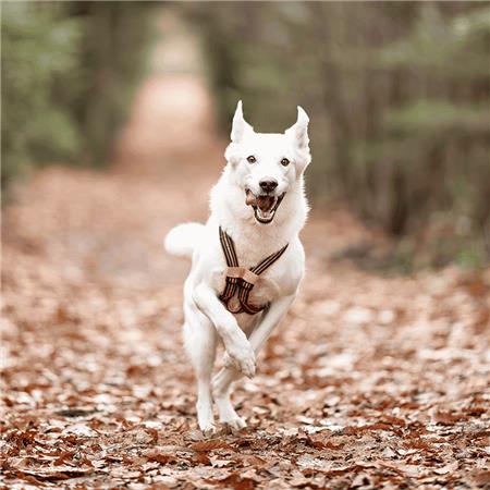 TUIGJE I-DOG CANICROSS X-BACK GAMME ONE - ORANGE